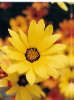 Yellow Daisy Close-Up